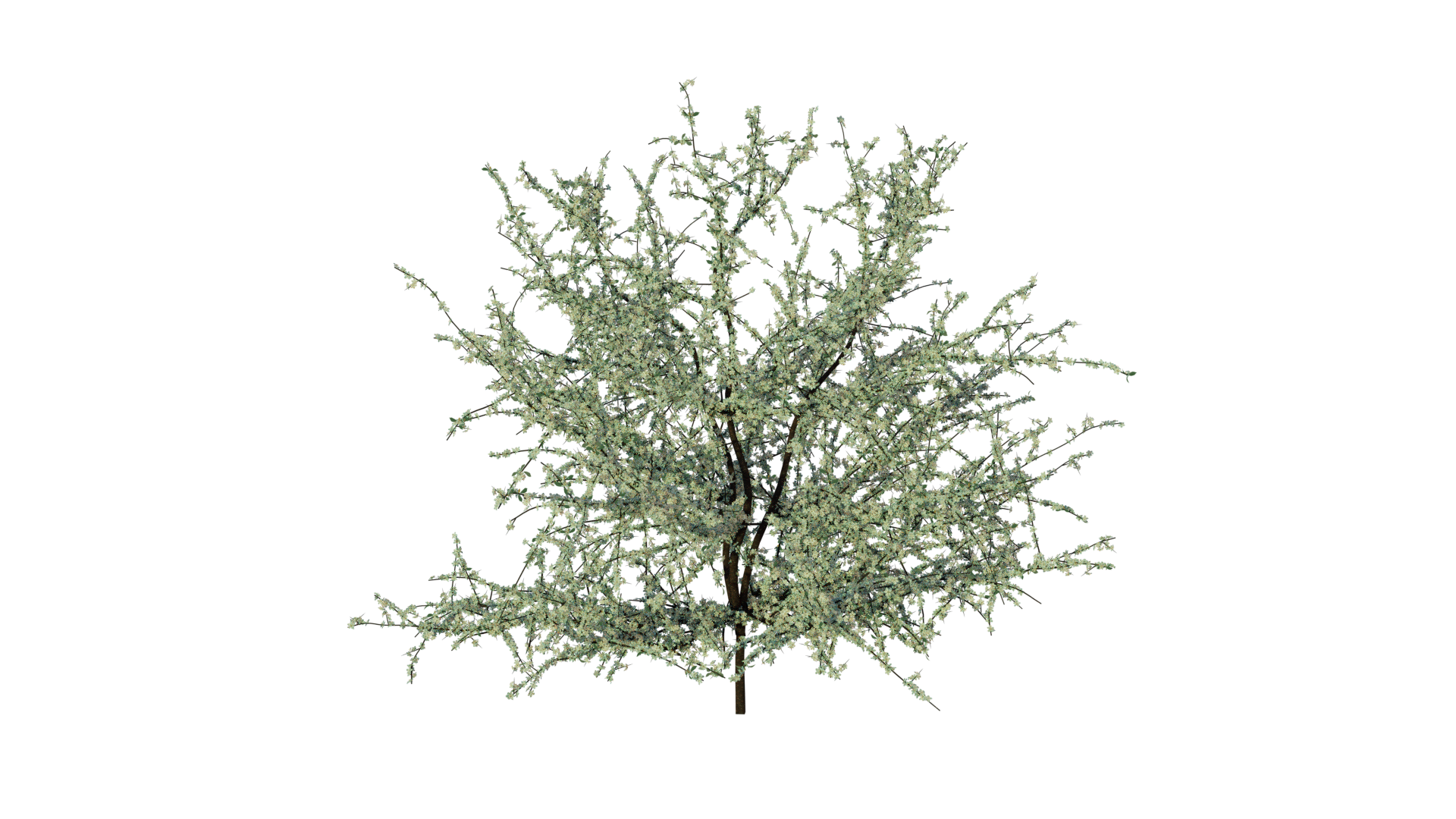 Prunus spinosa, Blackthorn preview image 1
